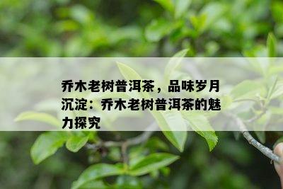 乔木老树普洱茶，品味岁月沉淀：乔木老树普洱茶的魅力探究