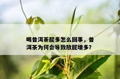 喝普洱茶屁多怎么回事，普洱茶为何会引起放屁增多？