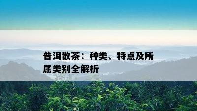 普洱散茶：种类、特点及所属类别全解析