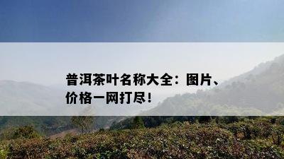 普洱茶叶名称大全：图片、价格一网打尽！