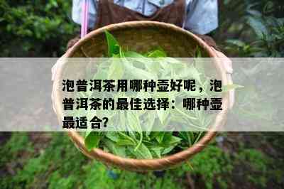 泡普洱茶用哪种壶好呢，泡普洱茶的更佳选择：哪种壶最适合？