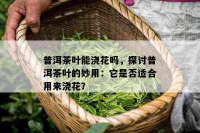 普洱茶叶能浇花吗，探讨普洱茶叶的妙用：它是否适合用来浇花？