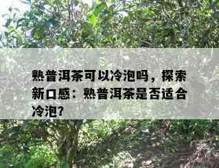 熟普洱茶可以冷泡吗，探索新口感：熟普洱茶是不是适合冷泡？