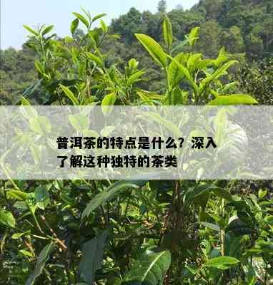 普洱茶的特点是什么？深入熟悉这类特别的茶类