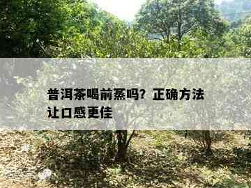 普洱茶喝前蒸吗？正确方法让口感更佳