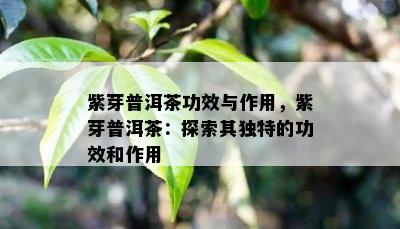 紫芽普洱茶功效与作用，紫芽普洱茶：探索其特别的功效和作用