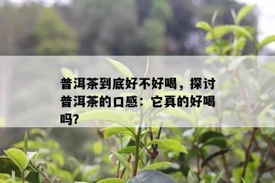 普洱茶到底好不好喝，探讨普洱茶的口感：它真的好喝吗？