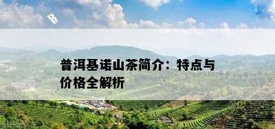 普洱基诺山茶简介：特点与价格全解析