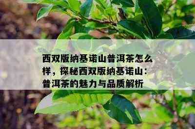 西双版纳基诺山普洱茶怎么样，探秘西双版纳基诺山：普洱茶的魅力与品质解析