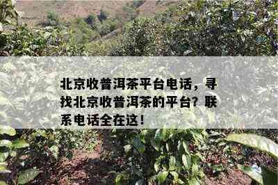 北京收普洱茶平台电话，寻找北京收普洱茶的平台？联系电话全在这！