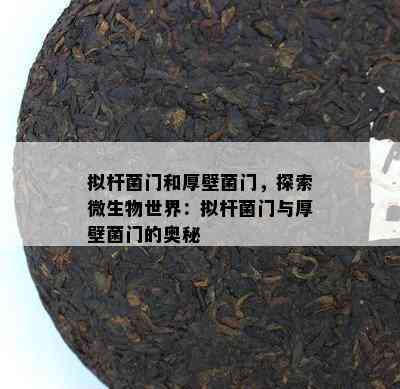 拟杆菌门和厚壁菌门，探索微生物世界：拟杆菌门与厚壁菌门的奥秘