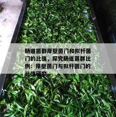 肠道菌群厚壁菌门和拟杆菌门的比值，探究肠道菌群比例：厚壁菌门与拟杆菌门的比值研究