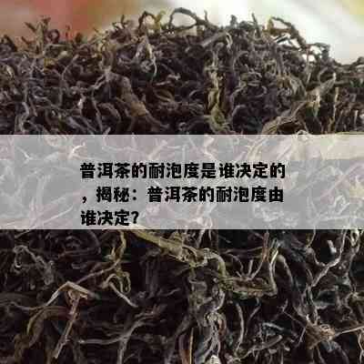 普洱茶的耐泡度是谁决定的，揭秘：普洱茶的耐泡度由谁决定？