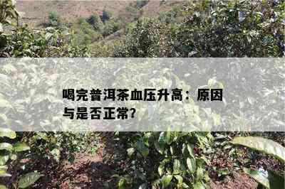 喝完普洱茶血压升高：起因与是不是正常？