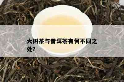 大树茶与普洱茶有何不同之处？