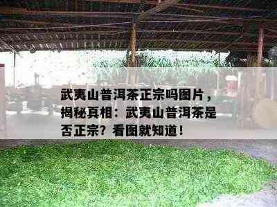 武夷山普洱茶正宗吗图片，揭秘真相：武夷山普洱茶是否正宗？看图就知道！