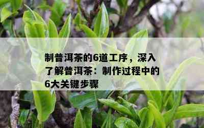 制普洱茶的6道工序，深入熟悉普洱茶：制作期间的6大关键步骤