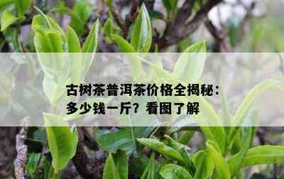 古树茶普洱茶价格全揭秘：多少钱一斤？看图了解