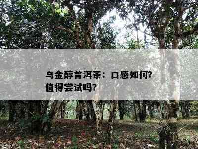 乌金醇普洱茶：口感怎样？值得尝试吗？