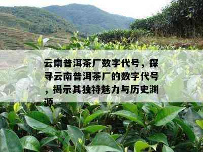 云南普洱茶厂数字代号，探寻云南普洱茶厂的数字代号，揭示其特别魅力与历史渊源