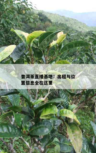 普洱茶直播基地：出租与位置信息全在这里