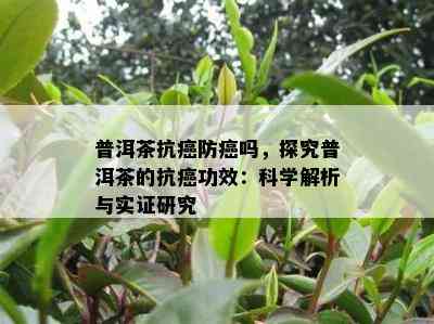 普洱茶抗癌防癌吗，探究普洱茶的抗癌功效：科学解析与实证研究