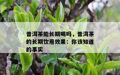 普洱茶能长期喝吗，普洱茶的长期饮用效果：你该知道的事实