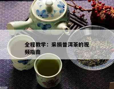 全程教学：采摘普洱茶的视频指南