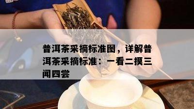 普洱茶采摘标准图，详解普洱茶采摘标准：一看二摸三闻四尝