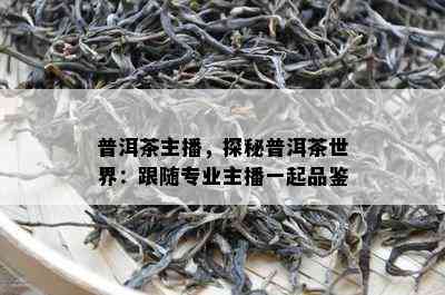 普洱茶主播，探秘普洱茶世界：跟随专业主播一起品鉴