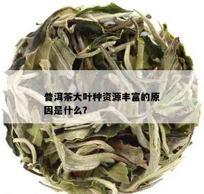 普洱茶大叶种资源丰富的起因是什么？