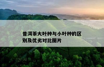 普洱茶大叶种与小叶种的区别及优劣对比图片