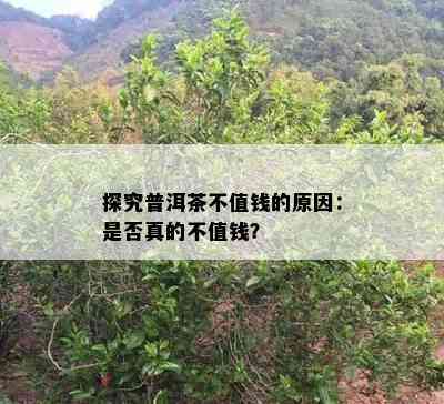 探究普洱茶不值钱的原因：是否真的不值钱？