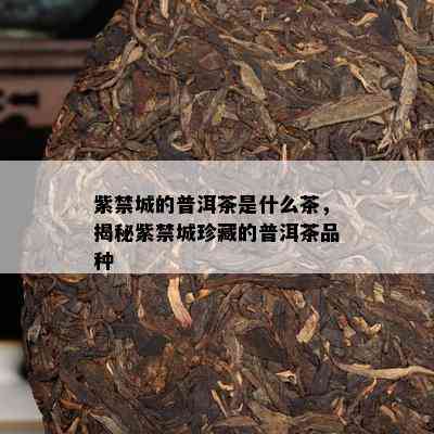 紫禁城的普洱茶是什么茶，揭秘紫禁城珍藏的普洱茶品种