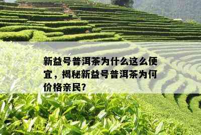 新益号普洱茶为什么这么便宜，揭秘新益号普洱茶为何价格亲民？