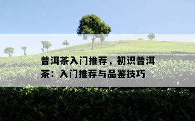 普洱茶入门推荐，初识普洱茶：入门推荐与品鉴技巧