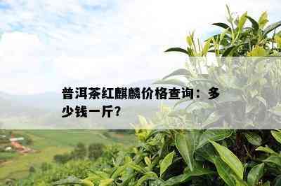 普洱茶红麒麟价格查询：多少钱一斤？