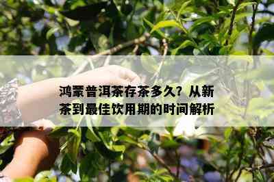 鸿蒙普洱茶存茶多久？从新茶到更佳饮用期的时间解析