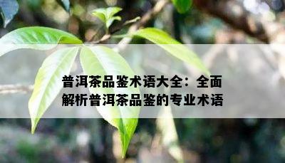 普洱茶品鉴术语大全：全面解析普洱茶品鉴的专业术语