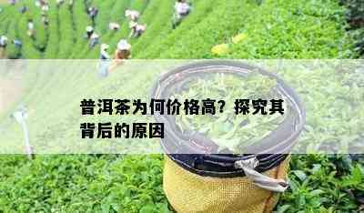 普洱茶为何价格高？探究其背后的原因