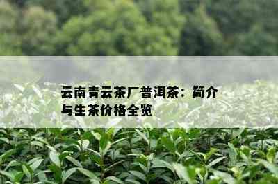 云南青云茶厂普洱茶：简介与生茶价格全览