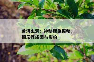 普洱虫洞：神秘现象探秘，揭示其成因与作用