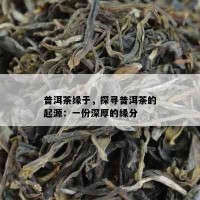 普洱茶缘于，探寻普洱茶的起源：一份深厚的缘分