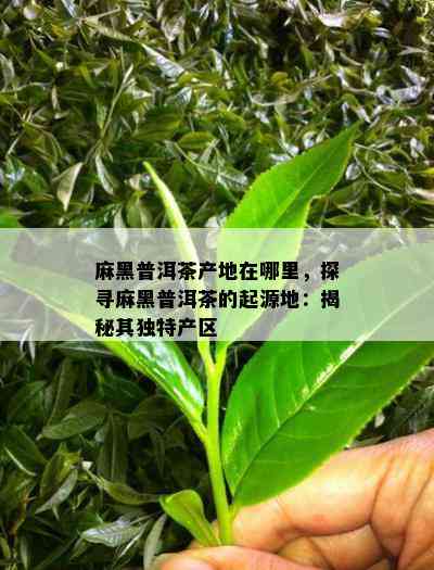 麻黑普洱茶产地在哪里，探寻麻黑普洱茶的起源地：揭秘其特别产区