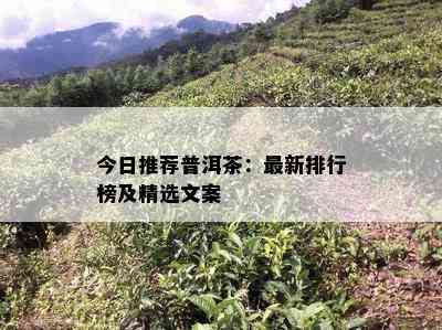 今日推荐普洱茶：最新排行榜及精选文案