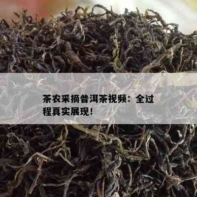 茶农采摘普洱茶视频：全过程真实展现！