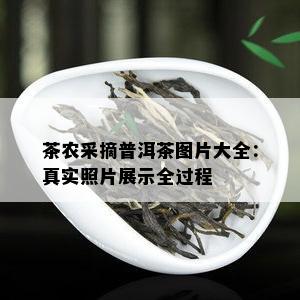 茶农采摘普洱茶图片大全：真实照片展示全过程