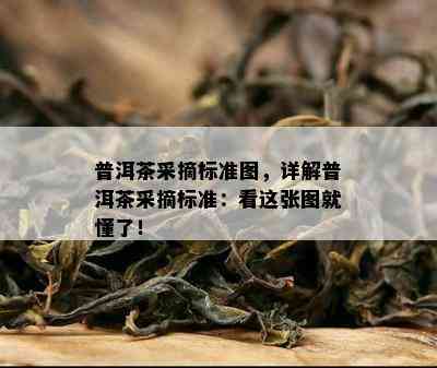 普洱茶采摘标准图，详解普洱茶采摘标准：看这张图就懂了！