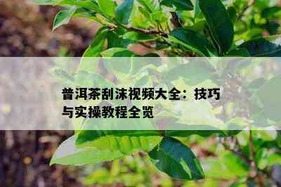 普洱茶刮沫视频大全：技巧与实操教程全览