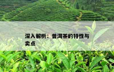 深入解析：普洱茶的特性与卖点